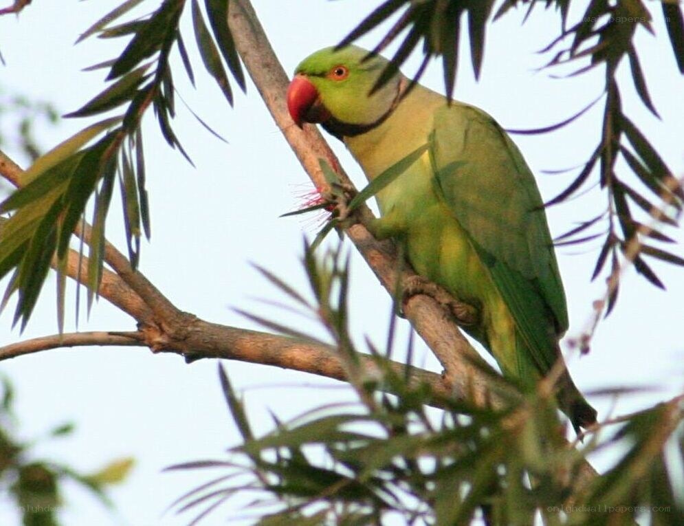 green parrot on a branch