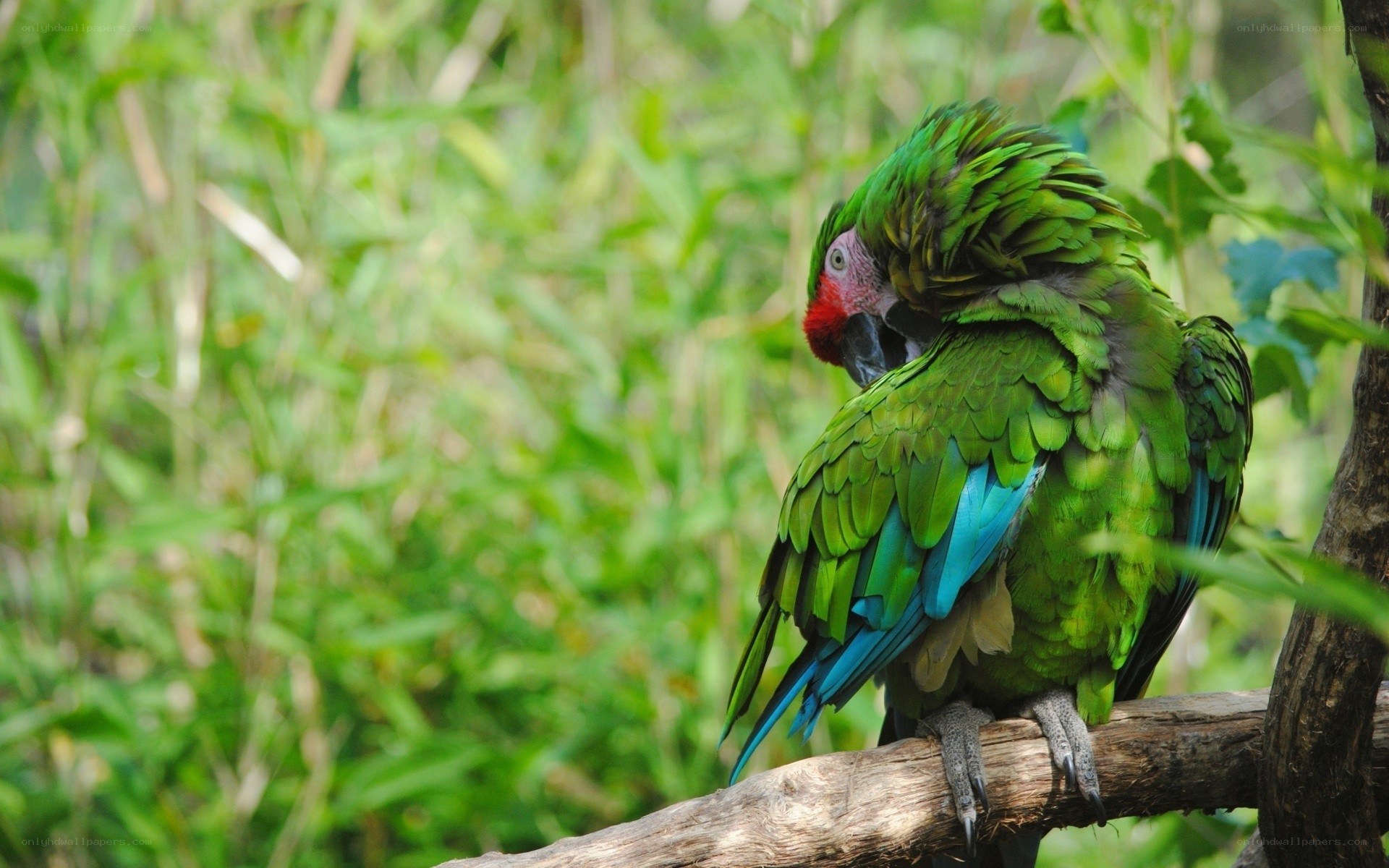 green parrot on a branch
