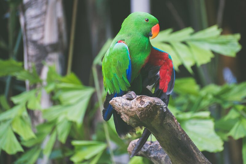 Green parrot on a branch