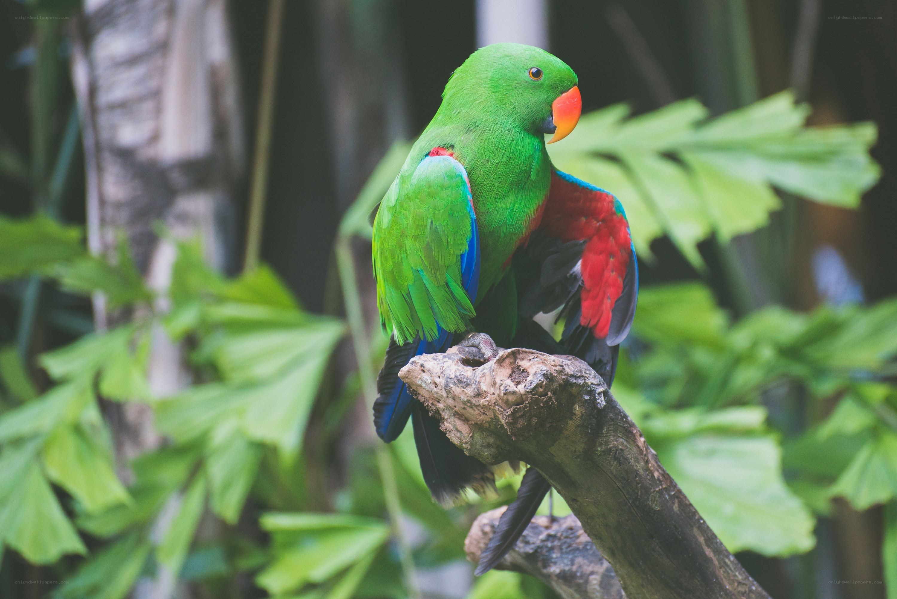 green parrot on a branch
