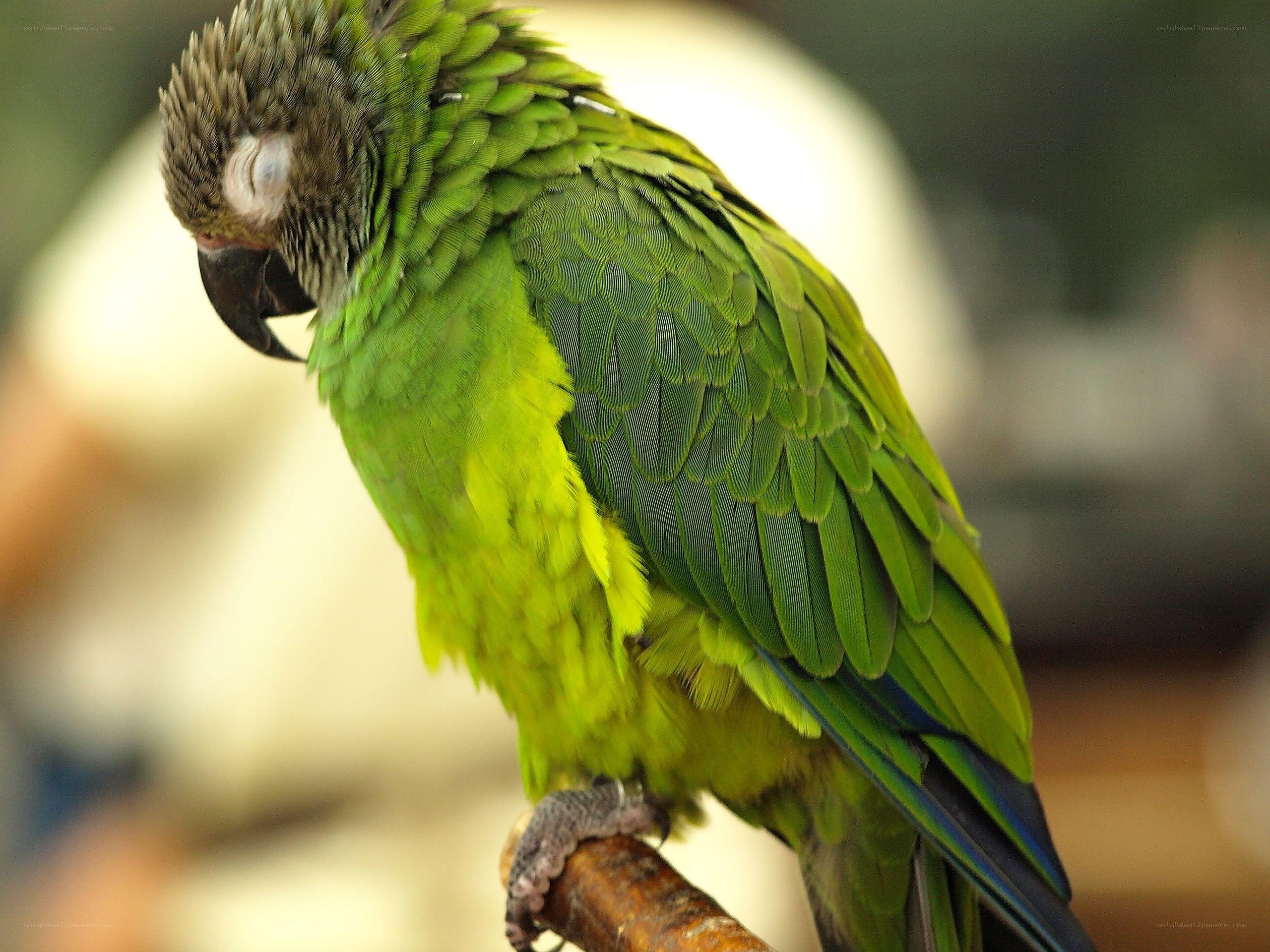 green parrot on a branch