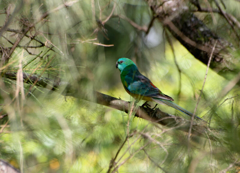 green parrot on a branch