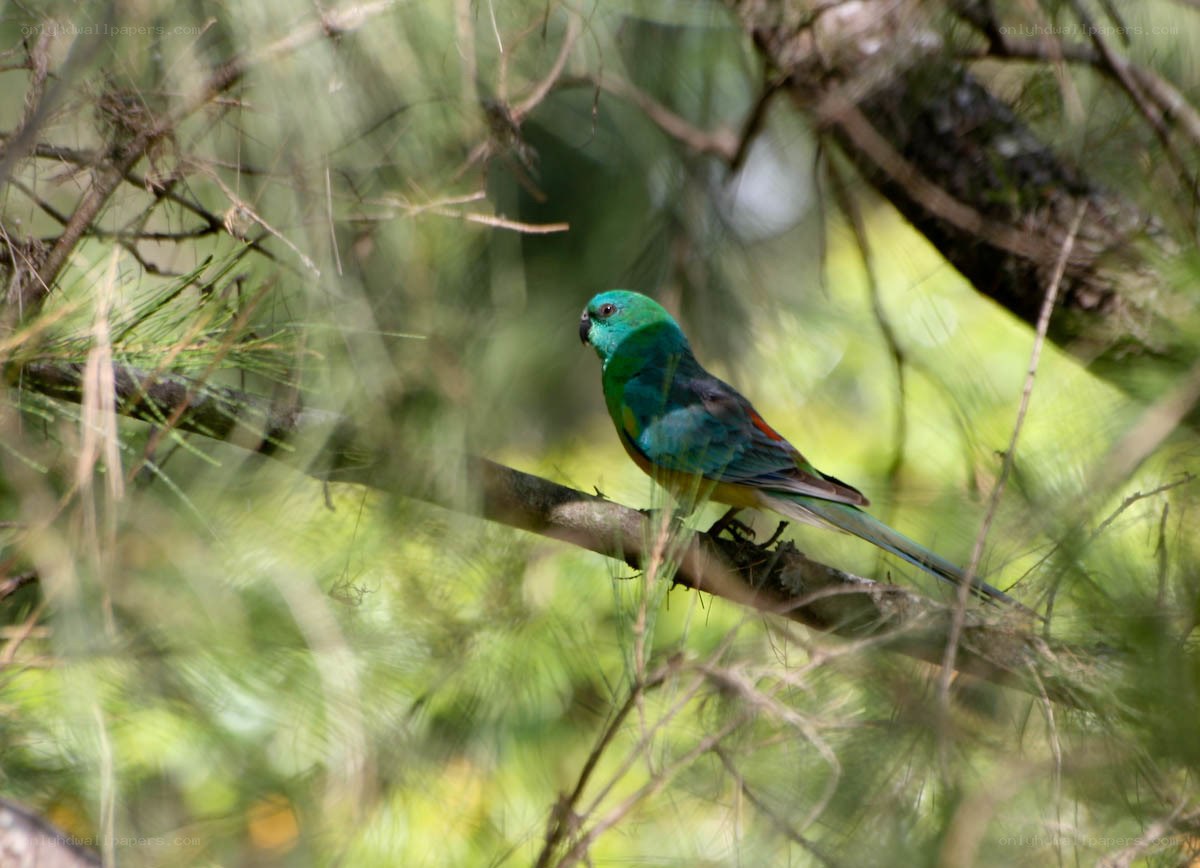 green parrot on a branch