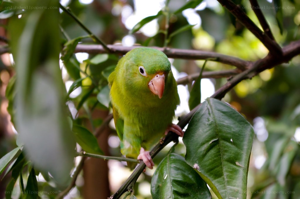 green parrot on a branch