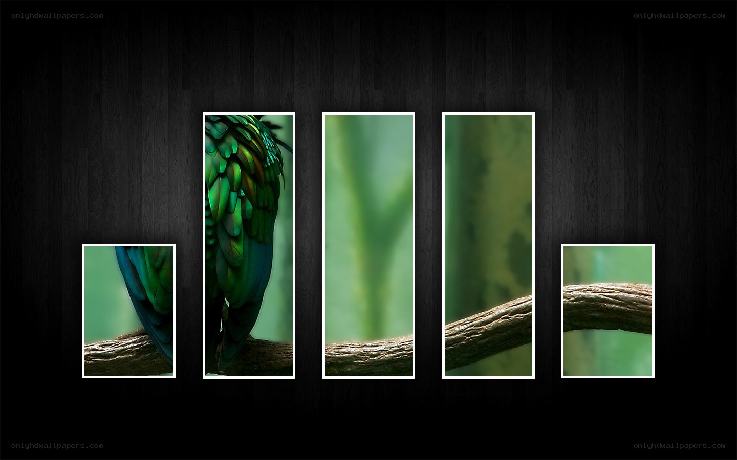 green parrot on a branch