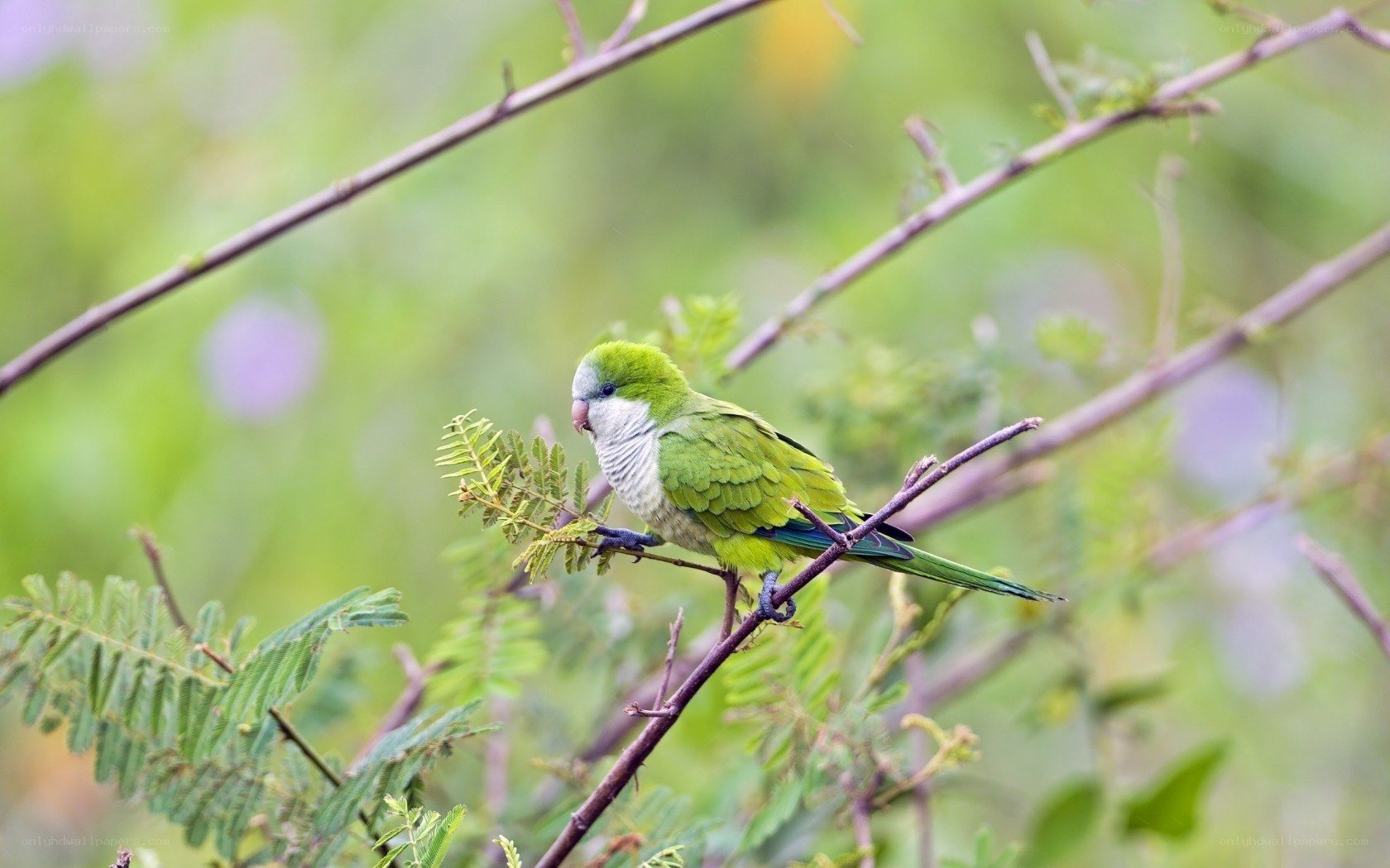 Green parrot on a branch