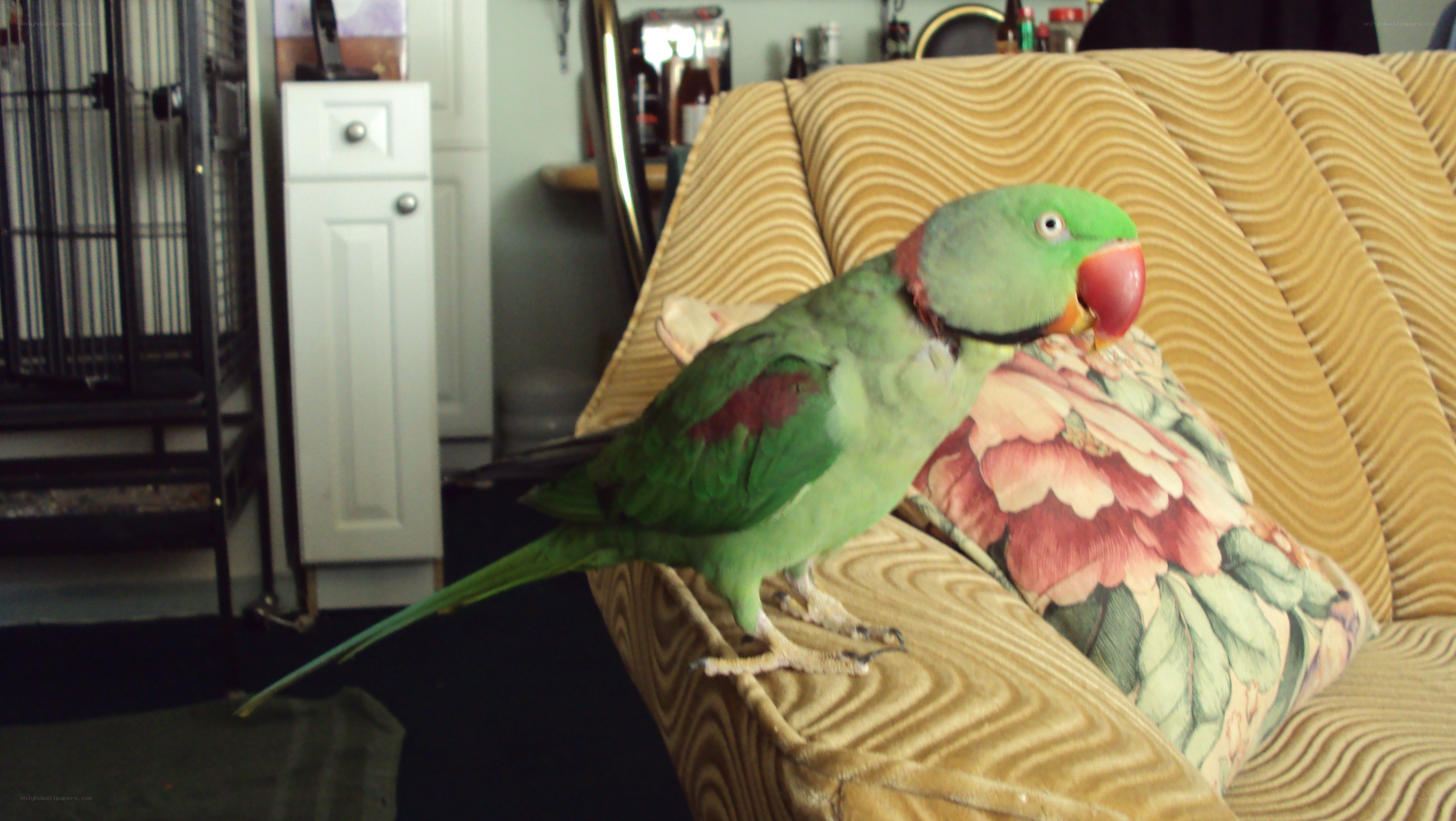 Green parrot on a couch