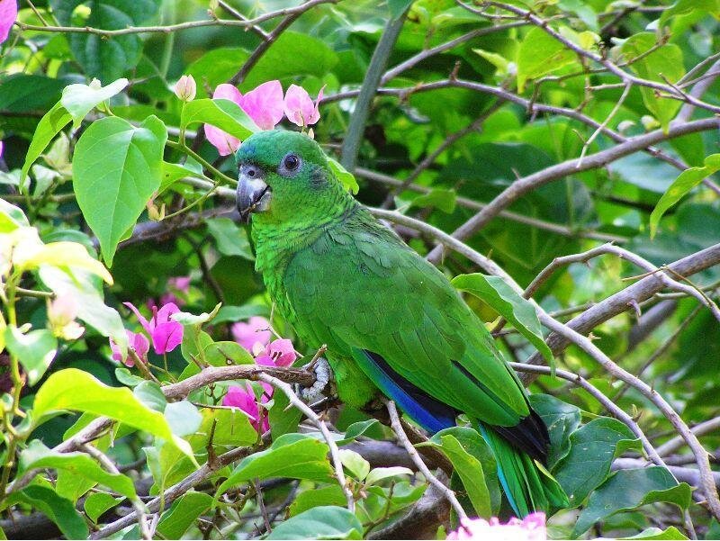 Green parrot on a flowering branch