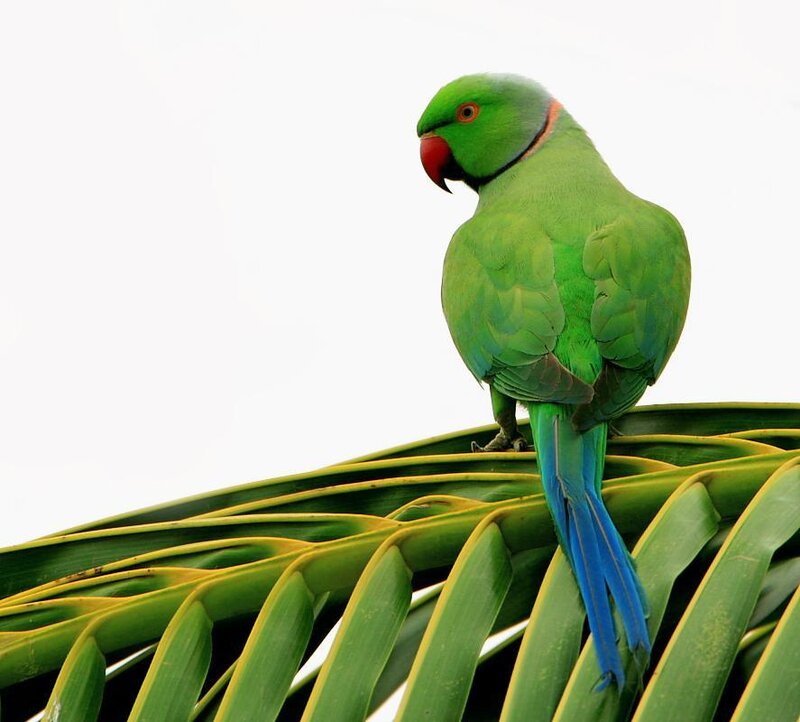 Green parrot on a leaf