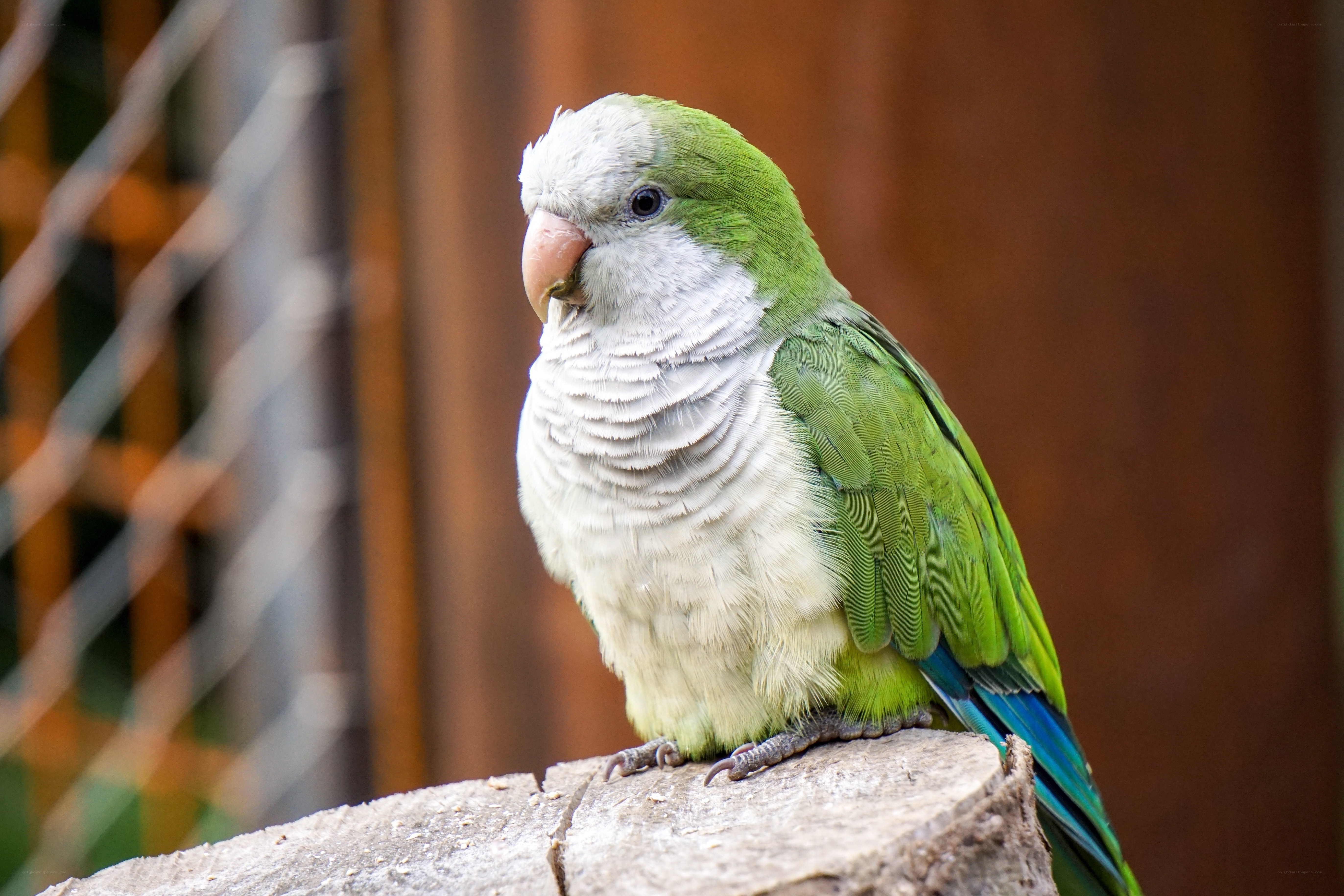green parrot on a log