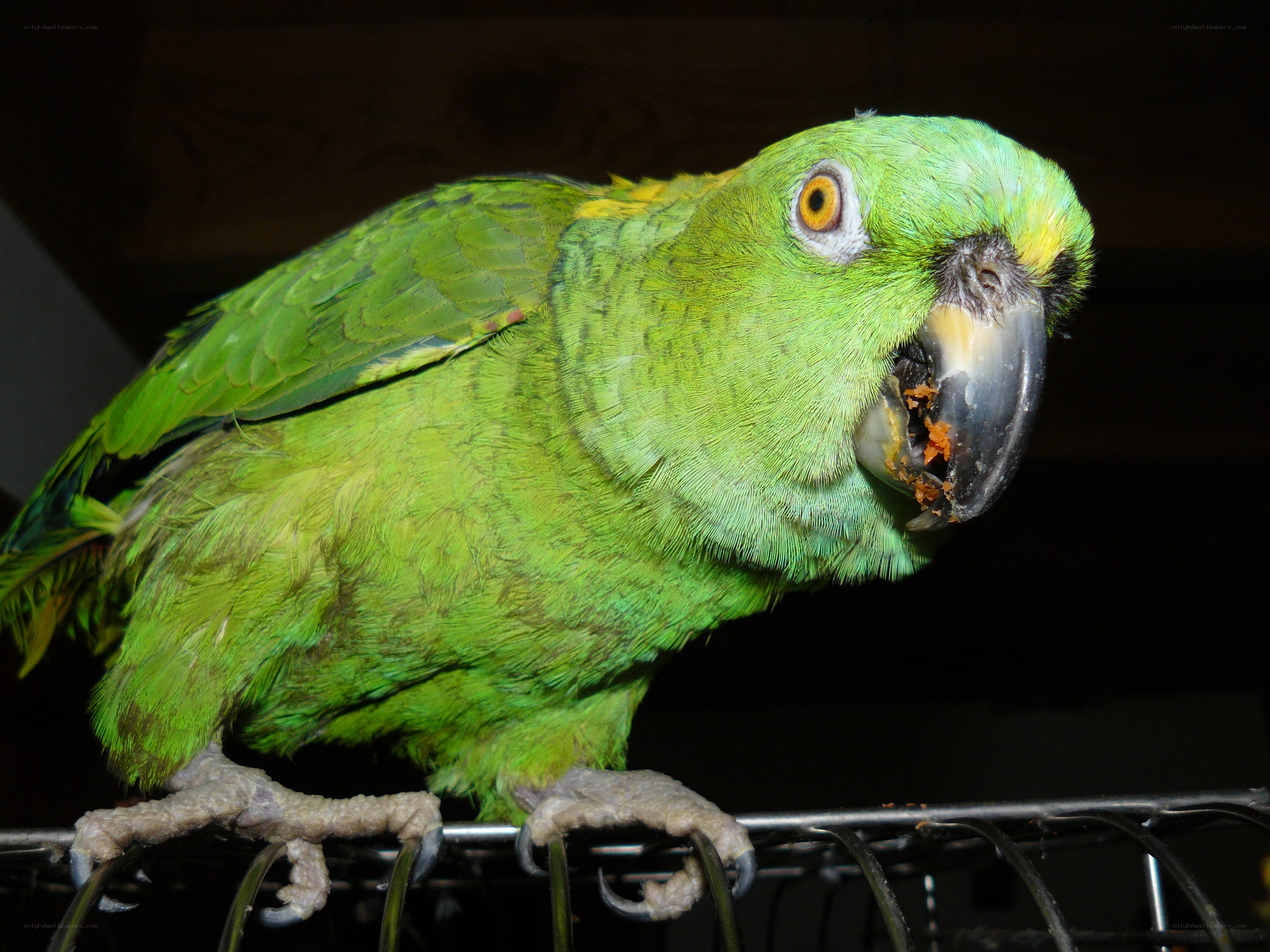 green parrot on a perch