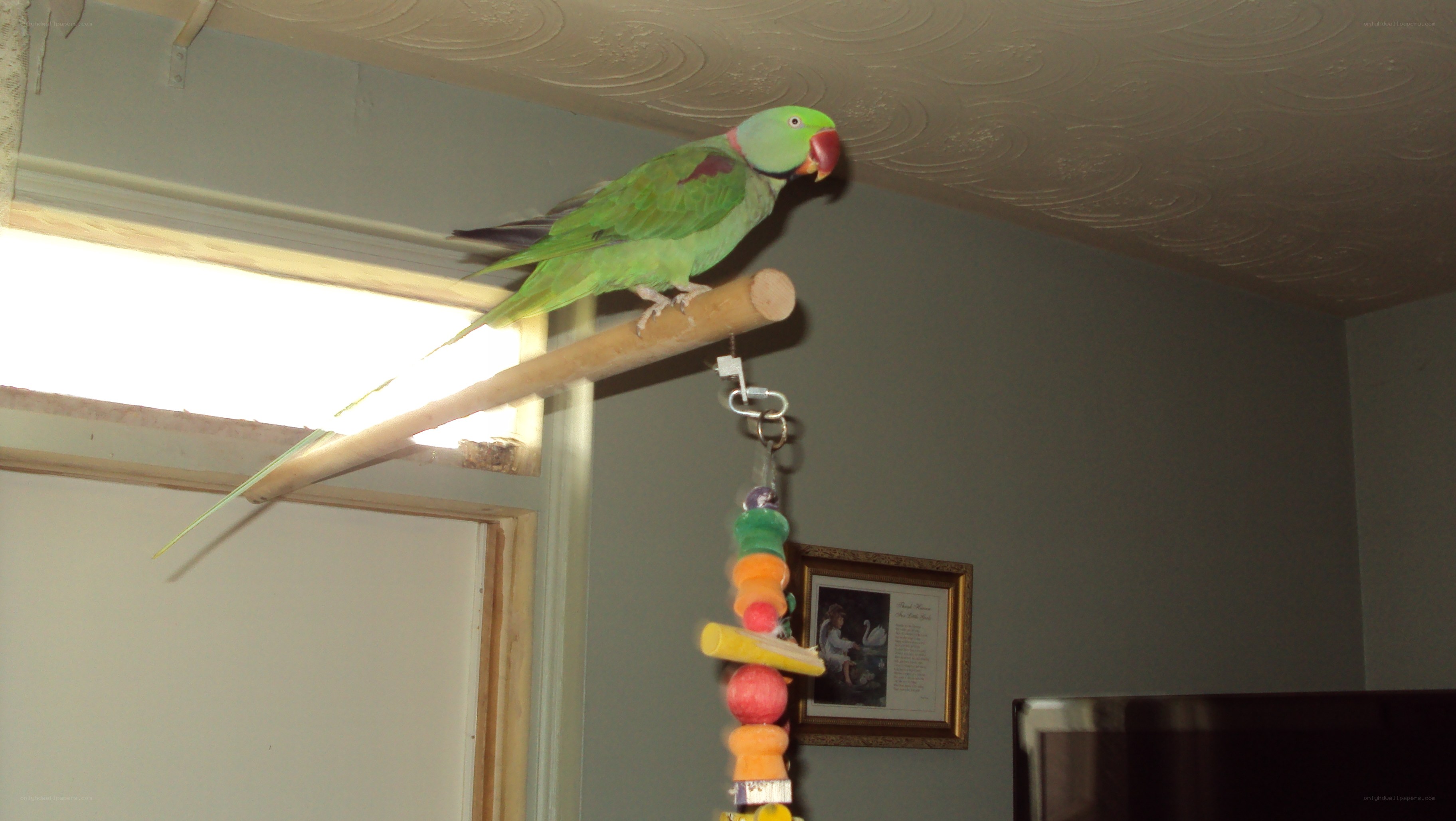 Green parrot on a perch