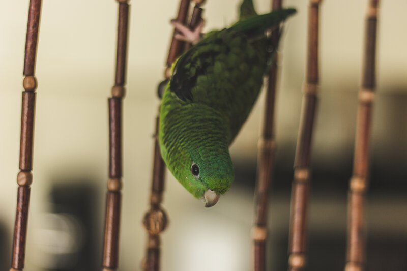 green parrot on a perch