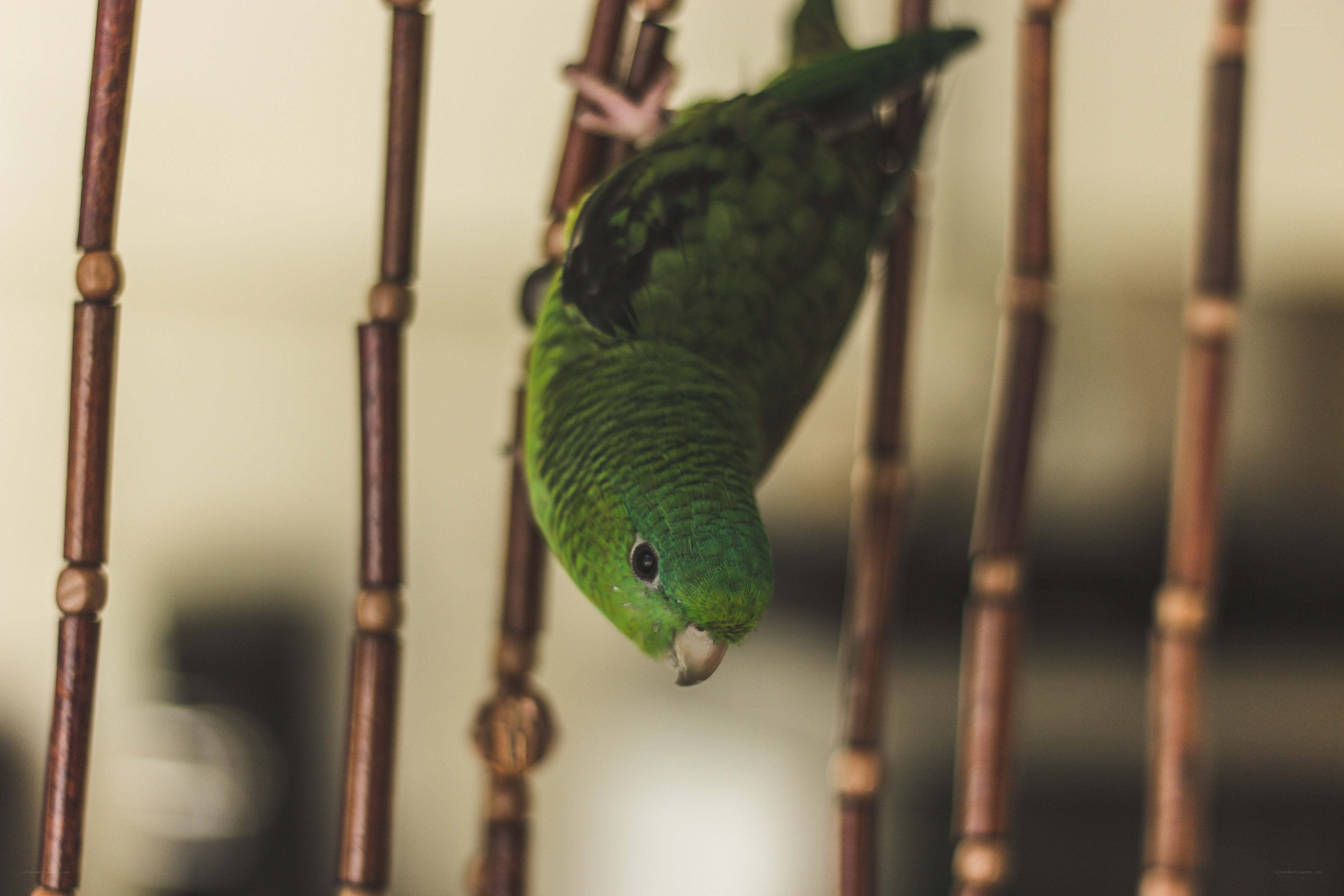green parrot on a perch