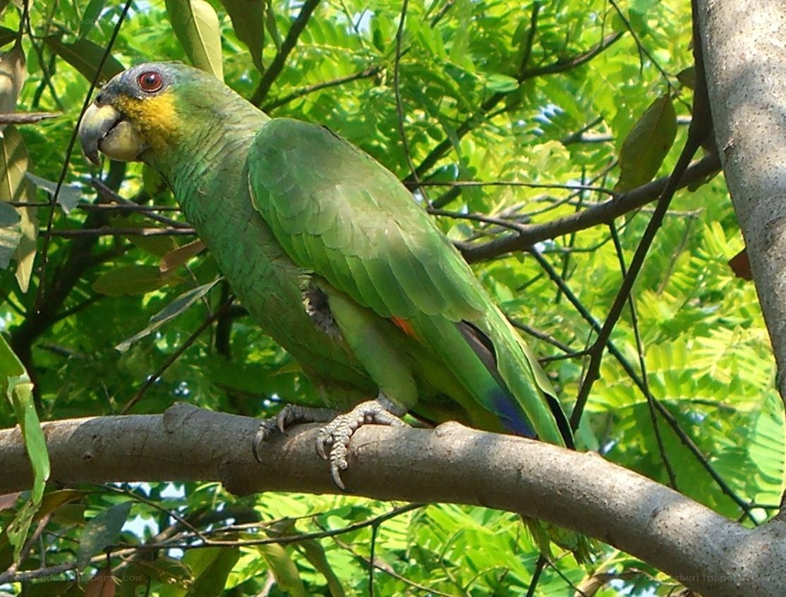 Green parrot on a tree branch
