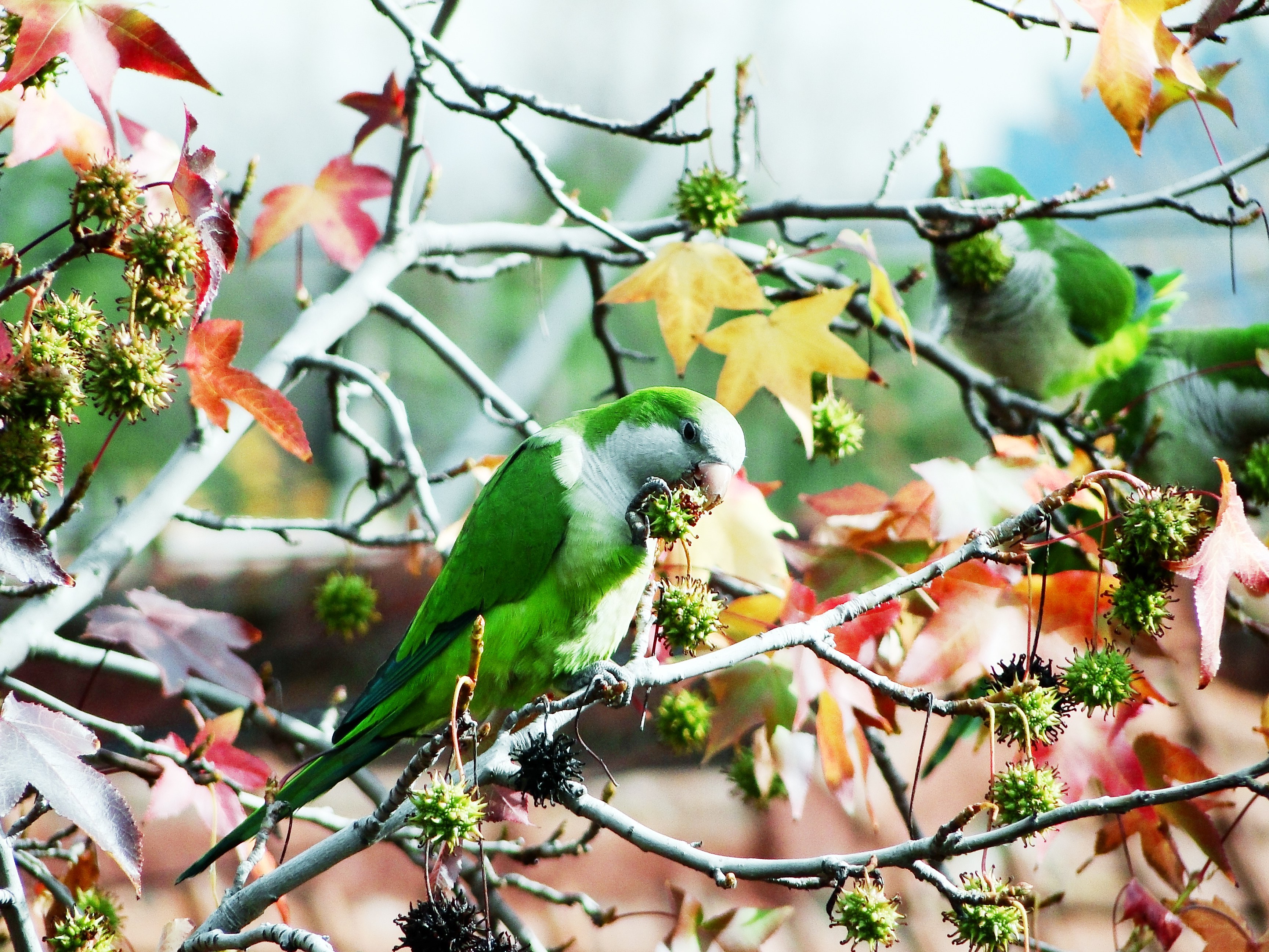 Green parrot on a tree branch