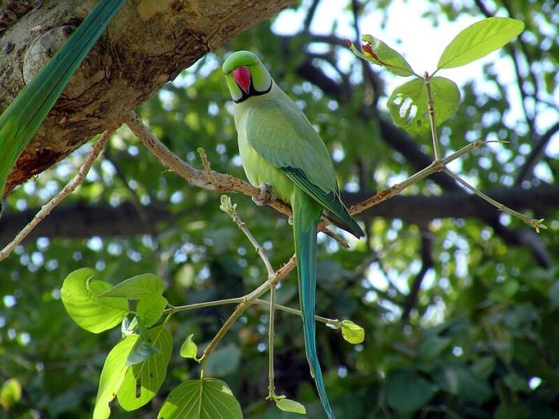 Green parrot on a tree branch
