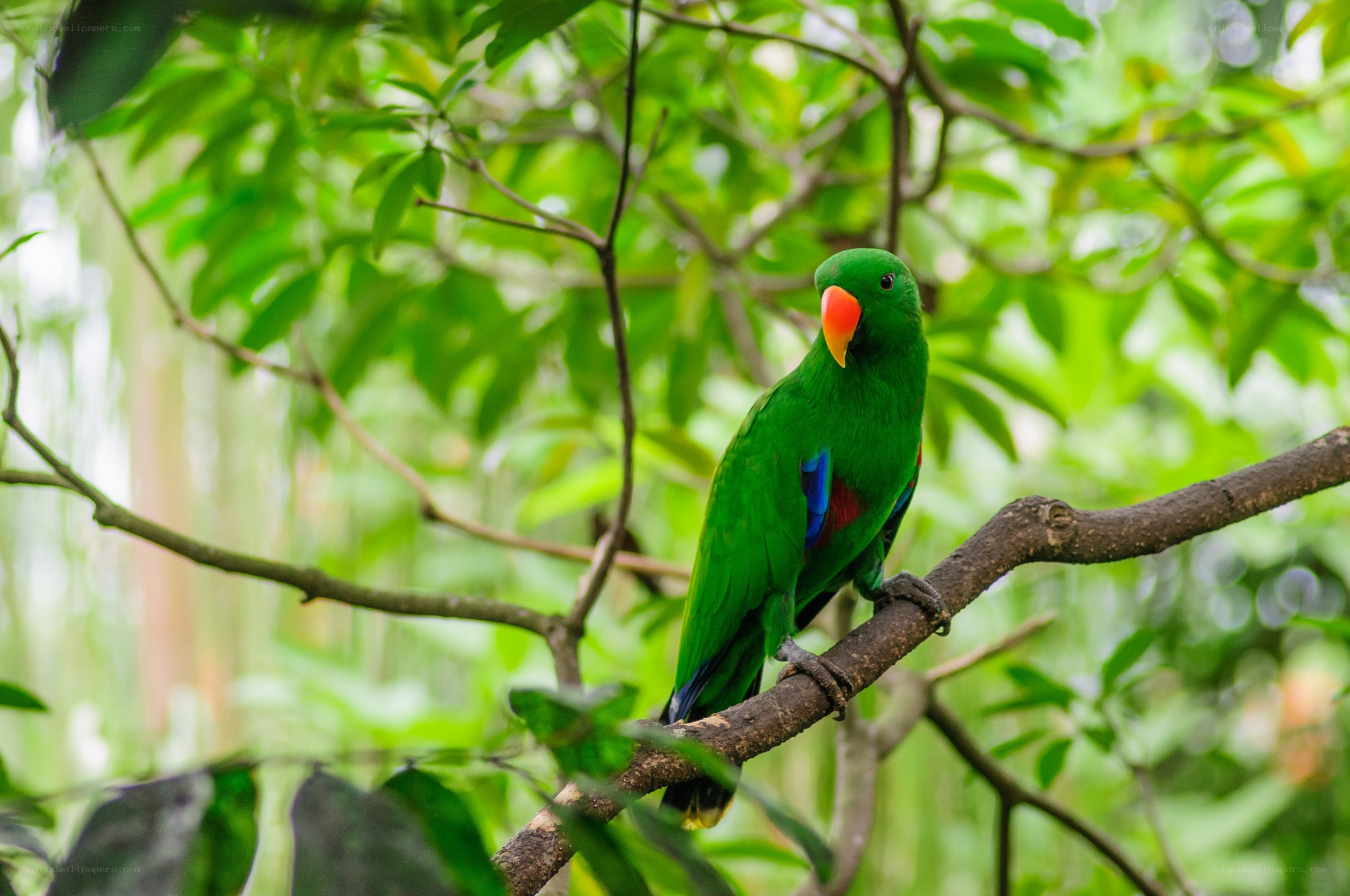 Green parrot on a tree branch