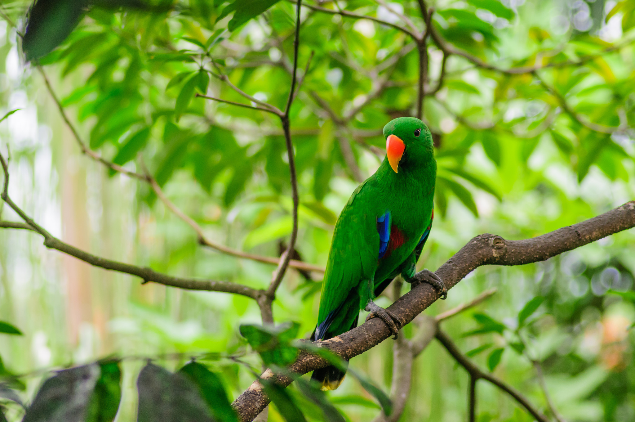 Green parrot on a tree branch
