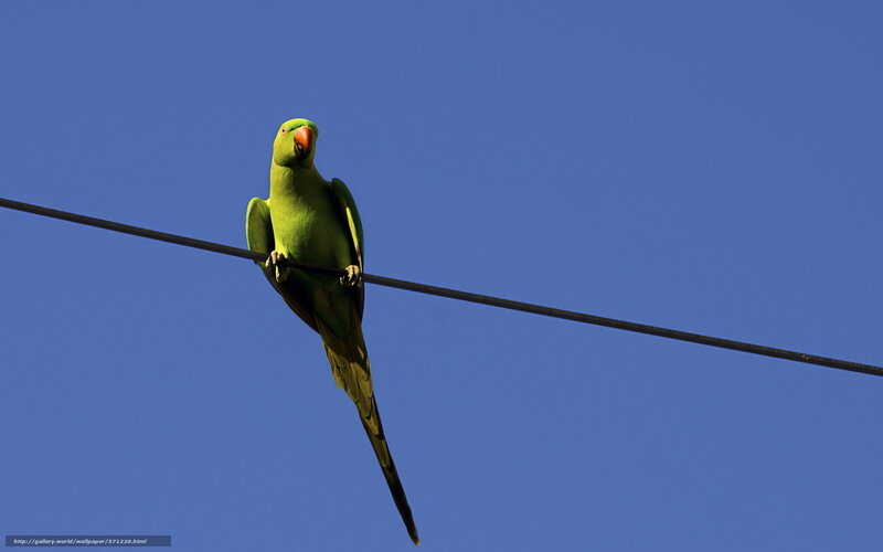 Green parrot on a wire