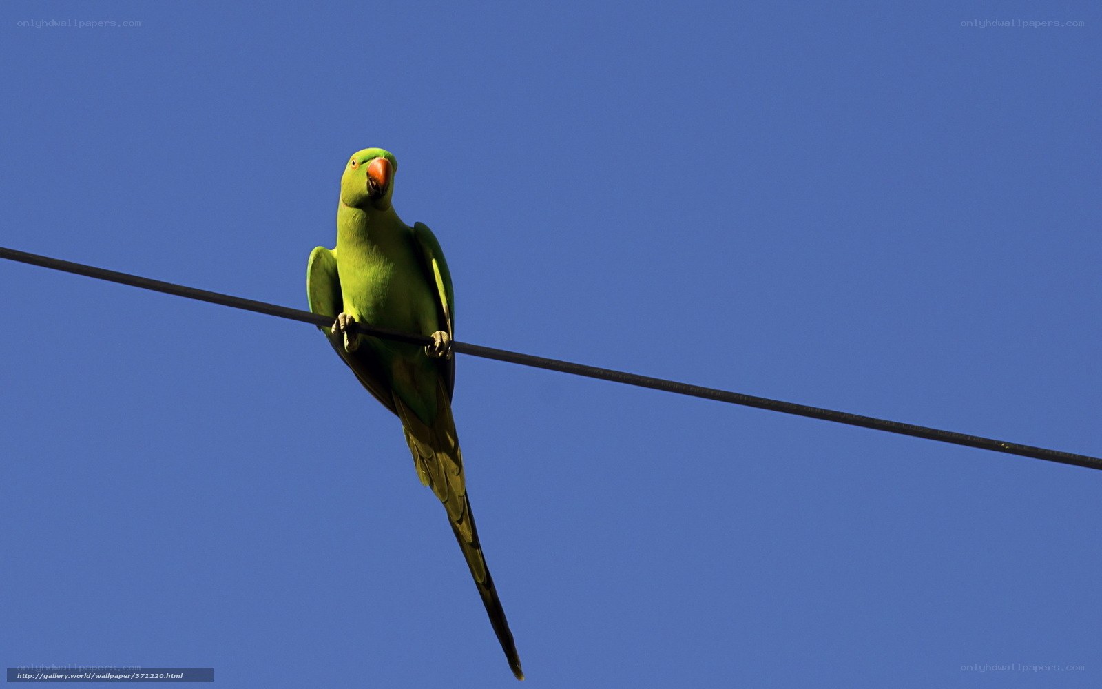 Green parrot on a wire