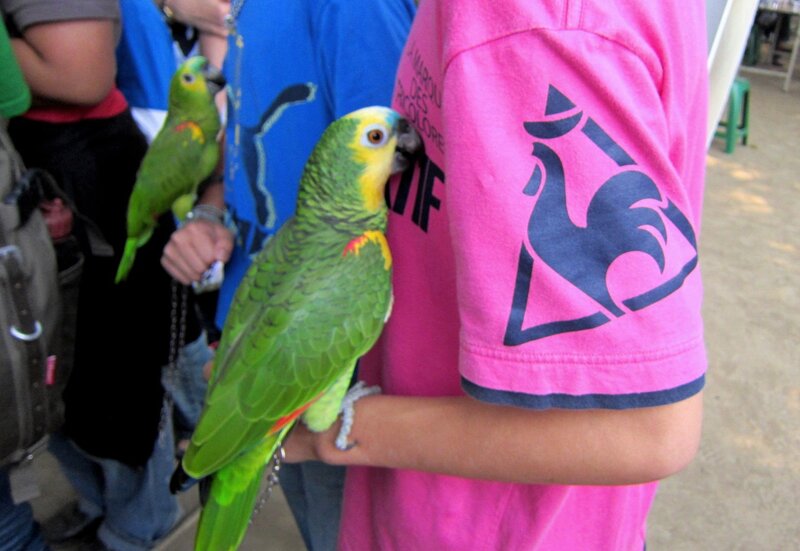 Green Parrot on Arm