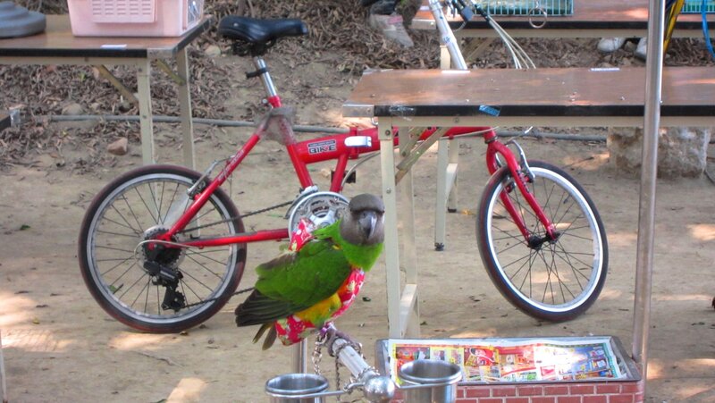 Green Parrot on Bicycle