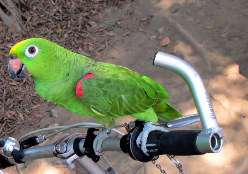 Green Parrot on Bike