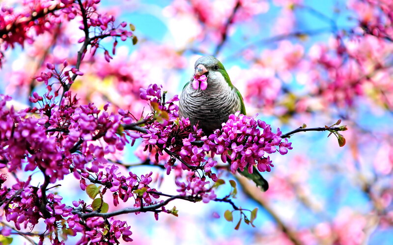 Green Parrot on Blossom Branch