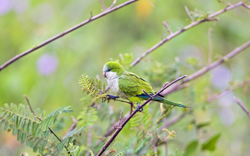 Green Parrot on Branch — Calm, Afternoon, Photograph, Leaves