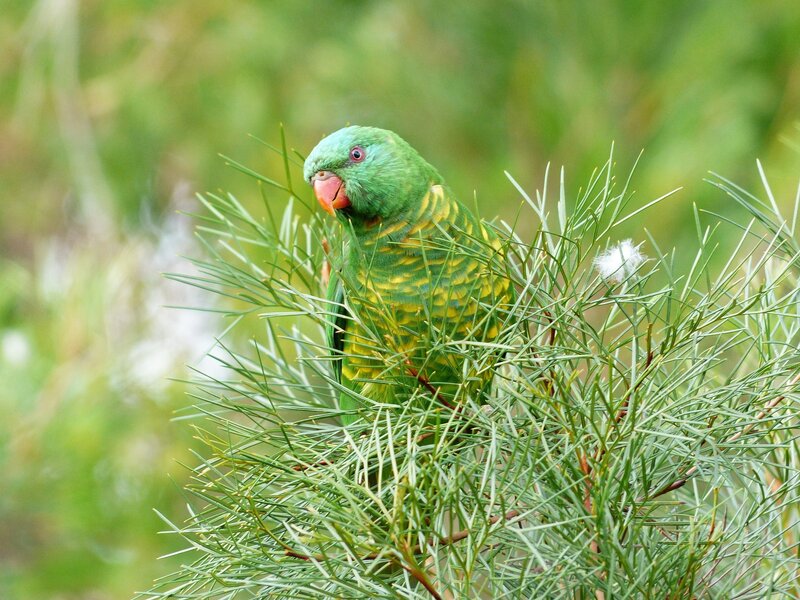 Green Parrot on Branch — Calm, Afternoon, Photograph, Plant