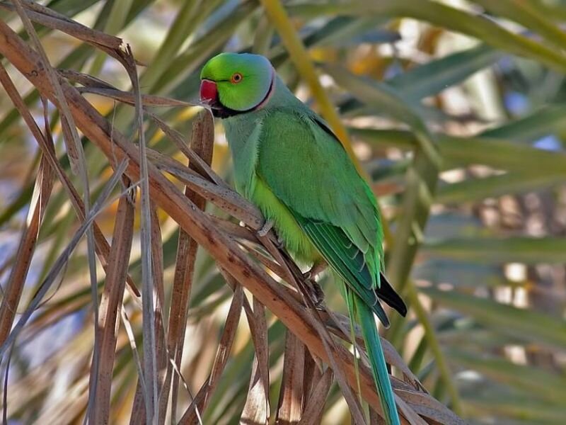 Green Parrot on Branch — Calm, Afternoon