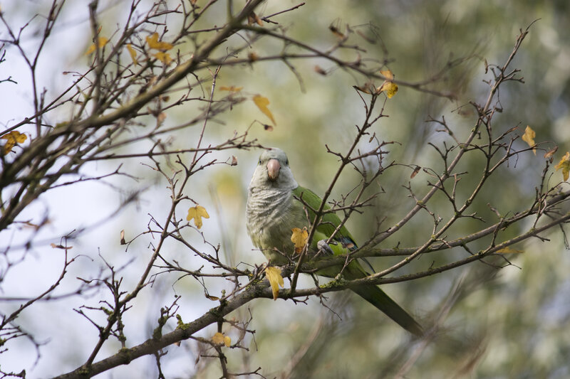Green Parrot on Branch — Calm, Autumn