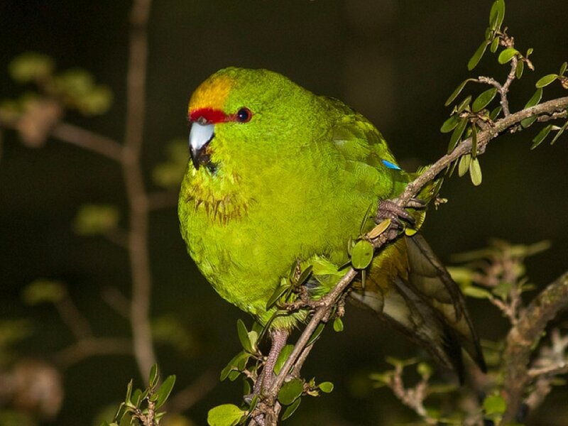 Green Parrot on Branch — Calm, Night
