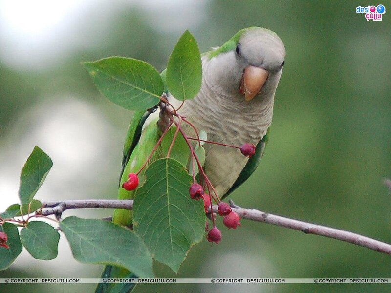 Green Parrot on Branch — Calm, Photograph, Berries
