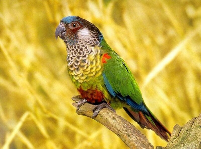 Green Parrot on Branch — Calm, Photograph, Feathers