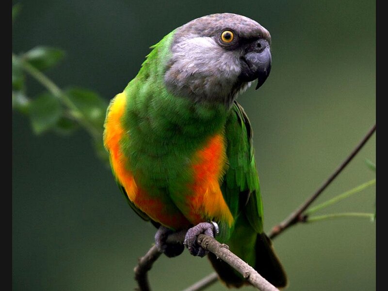 Green Parrot on Branch — Calm, Photograph, Leaf