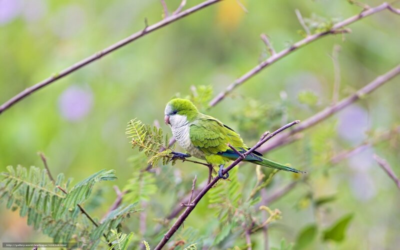 Green Parrot on Branch — Calm, Photograph, Leaves, Bird
