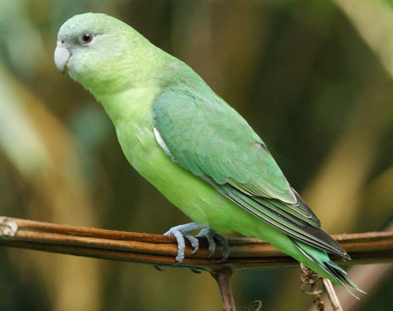 Green Parrot on Branch — Calm, Photograph