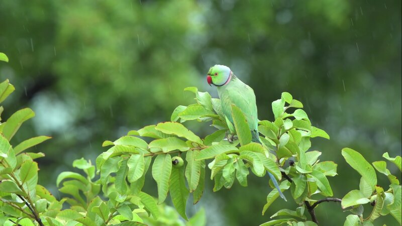 Green Parrot on Branch — Calm, Photograph, Tree