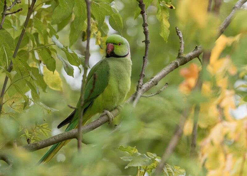 Green Parrot on Branch — Calm, Spring