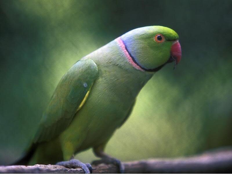 Green Parrot on Branch — Calm