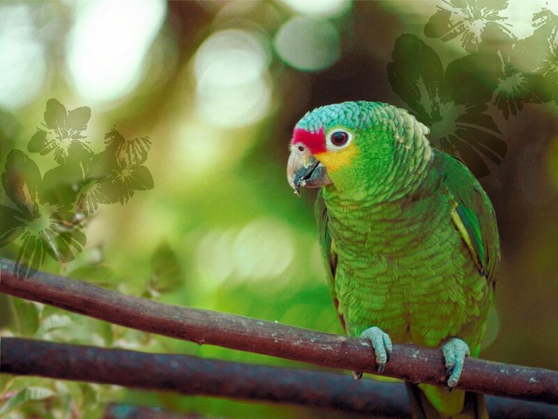 Green Parrot on Branch — Natural, Afternoon, Photograph, Flowers