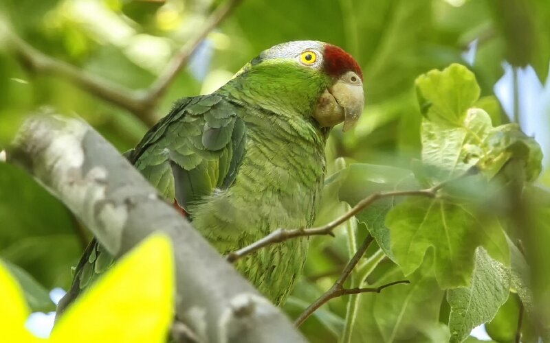 Green Parrot on Branch — Natural, Afternoon, Photograph, Leaves