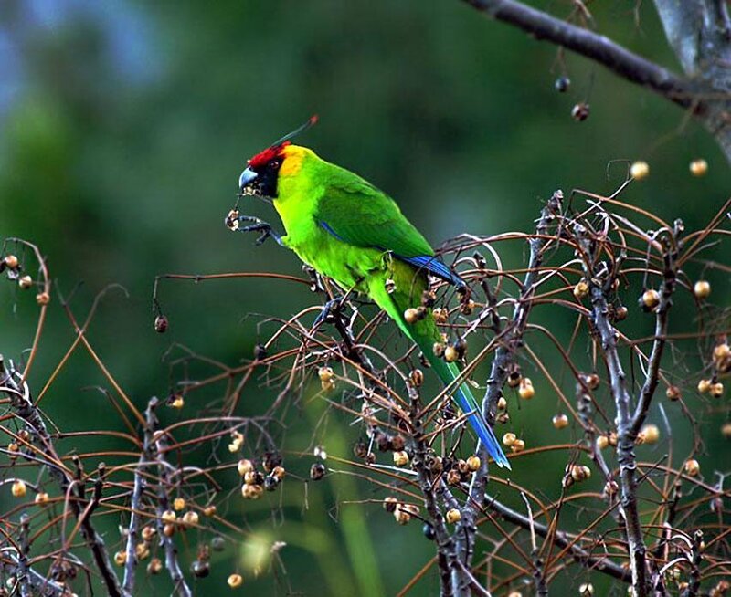 Green Parrot on Branch — Natural, Afternoon