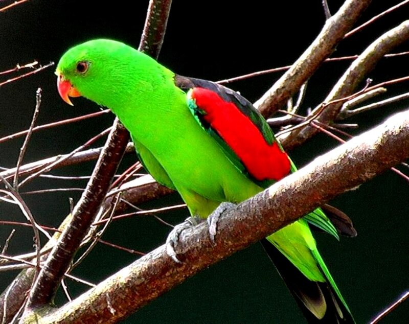 Green Parrot on Branch — Natural, Photograph