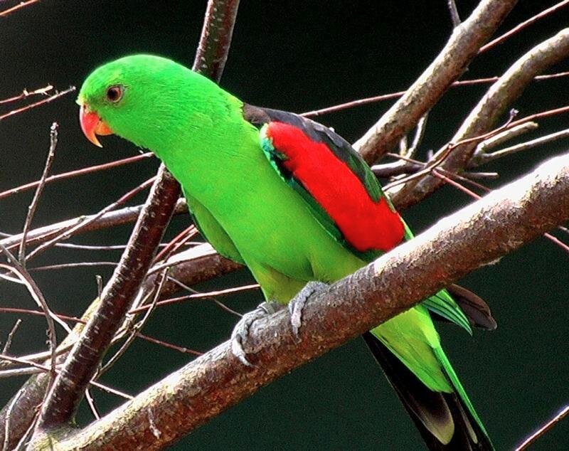 Green Parrot on Branch — Natural