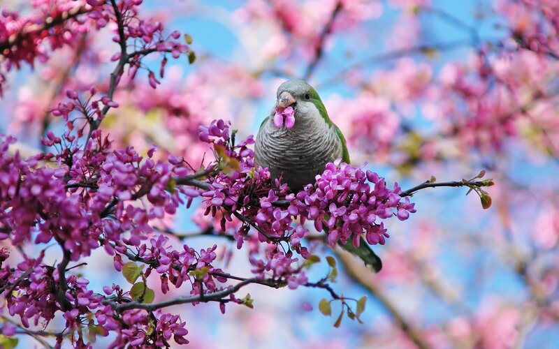Green Parrot on Branch — Pink, Serene
