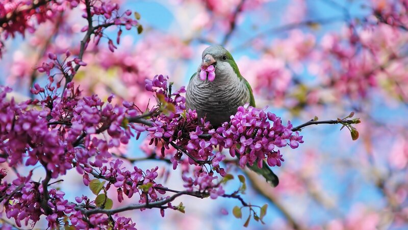 Green Parrot on Branch — Pink