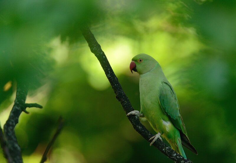 Green Parrot on Branch — Serene, Afternoon, Photograph, Leaves
